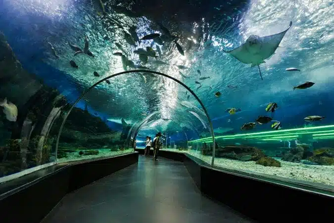 visit to the aquarium